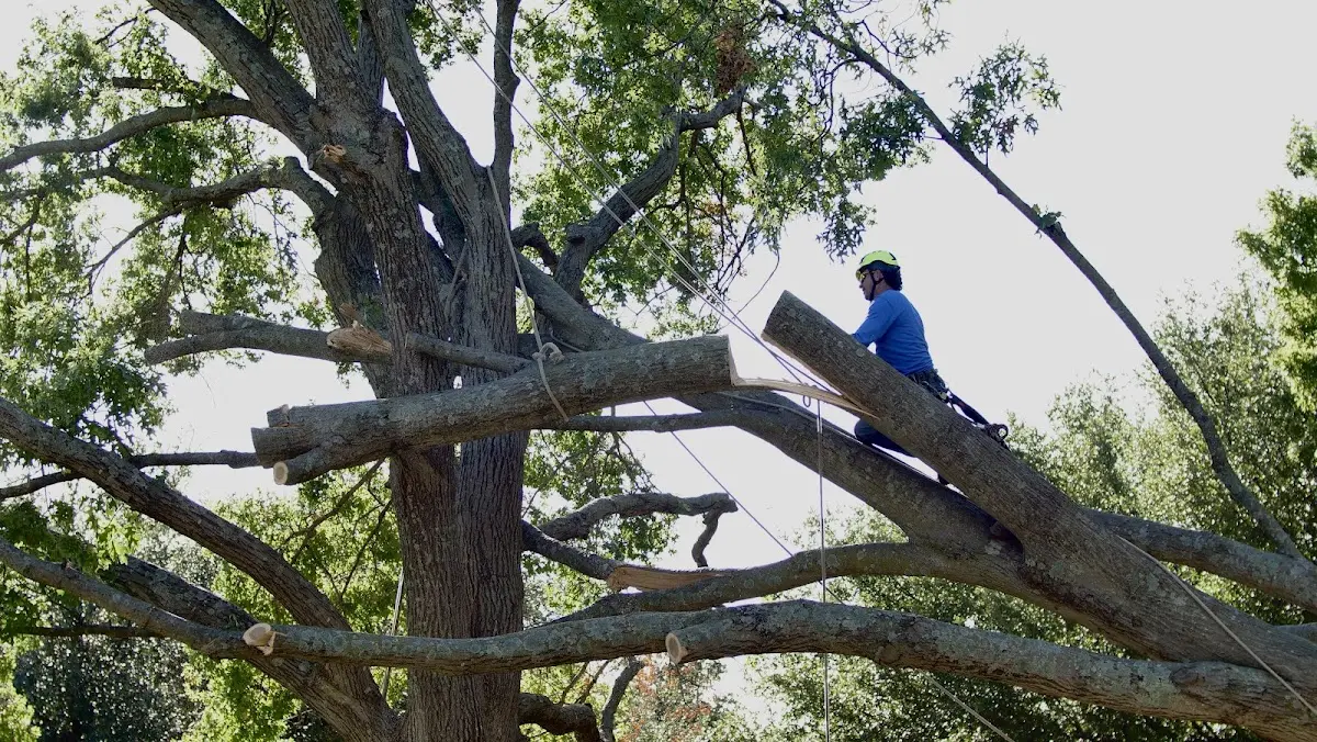 Professional Crown Thinning performed by certified arborists in Blount